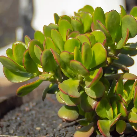 Vakantiehuis Casa Volcanica El Cabezo Masdache