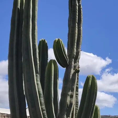 Casa Volcanica El Cabezo *