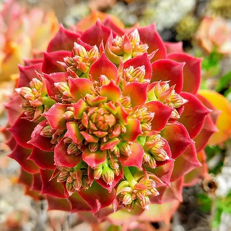 Casa Volcanica El Cabezo Ferienhaus